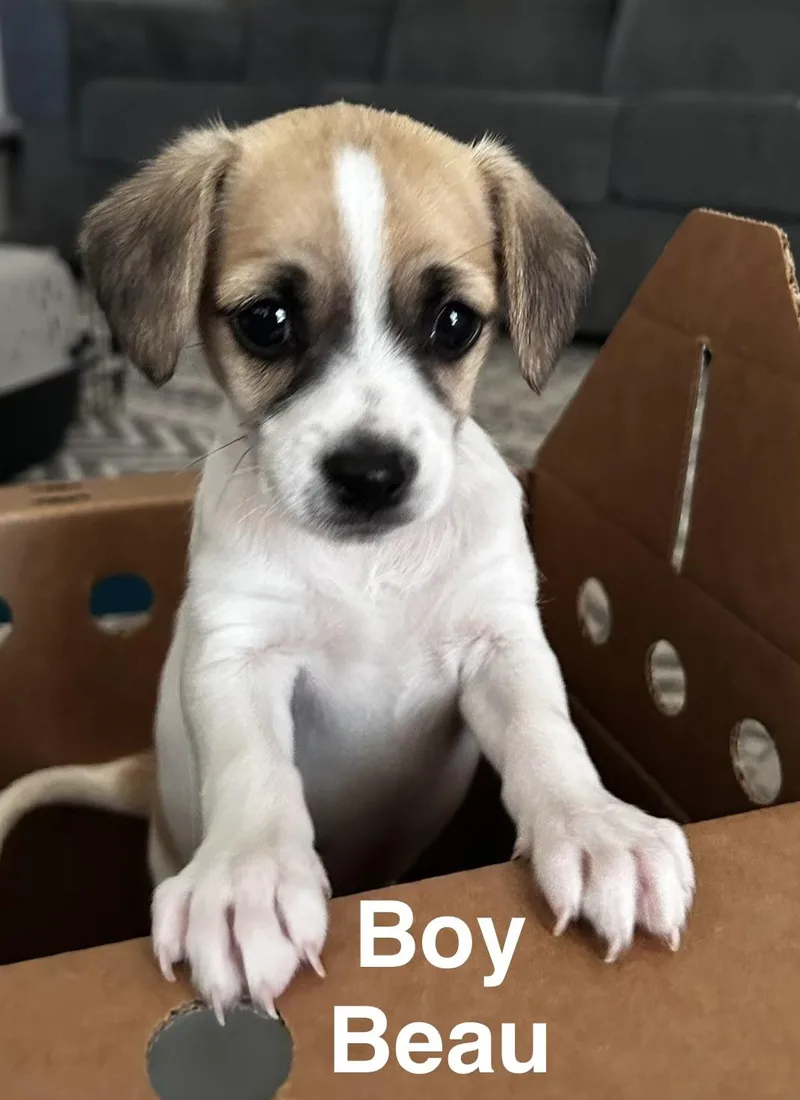 A baby medium-sized male Tricolor (Brown, Black, & White) Beagle dog named Beau for adoption in Penryn, CA