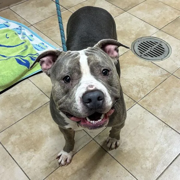 An adult large-sized female Pit Bull Terrier dog named Mimi for adoption in Troutdale, OR