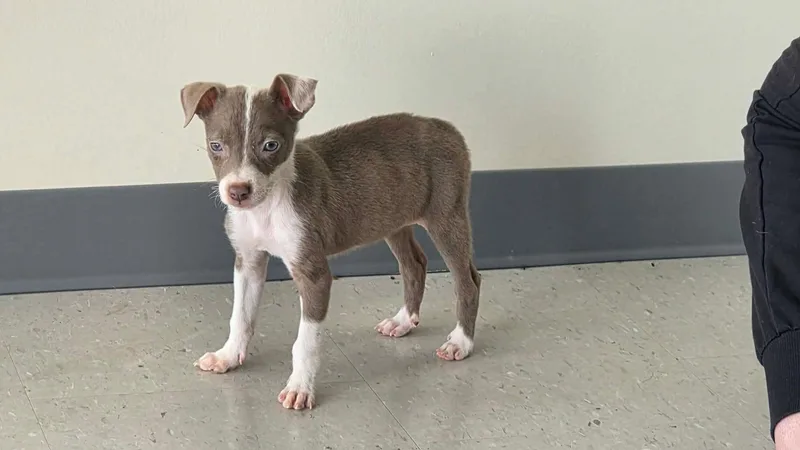 Gidget thumbnail 2