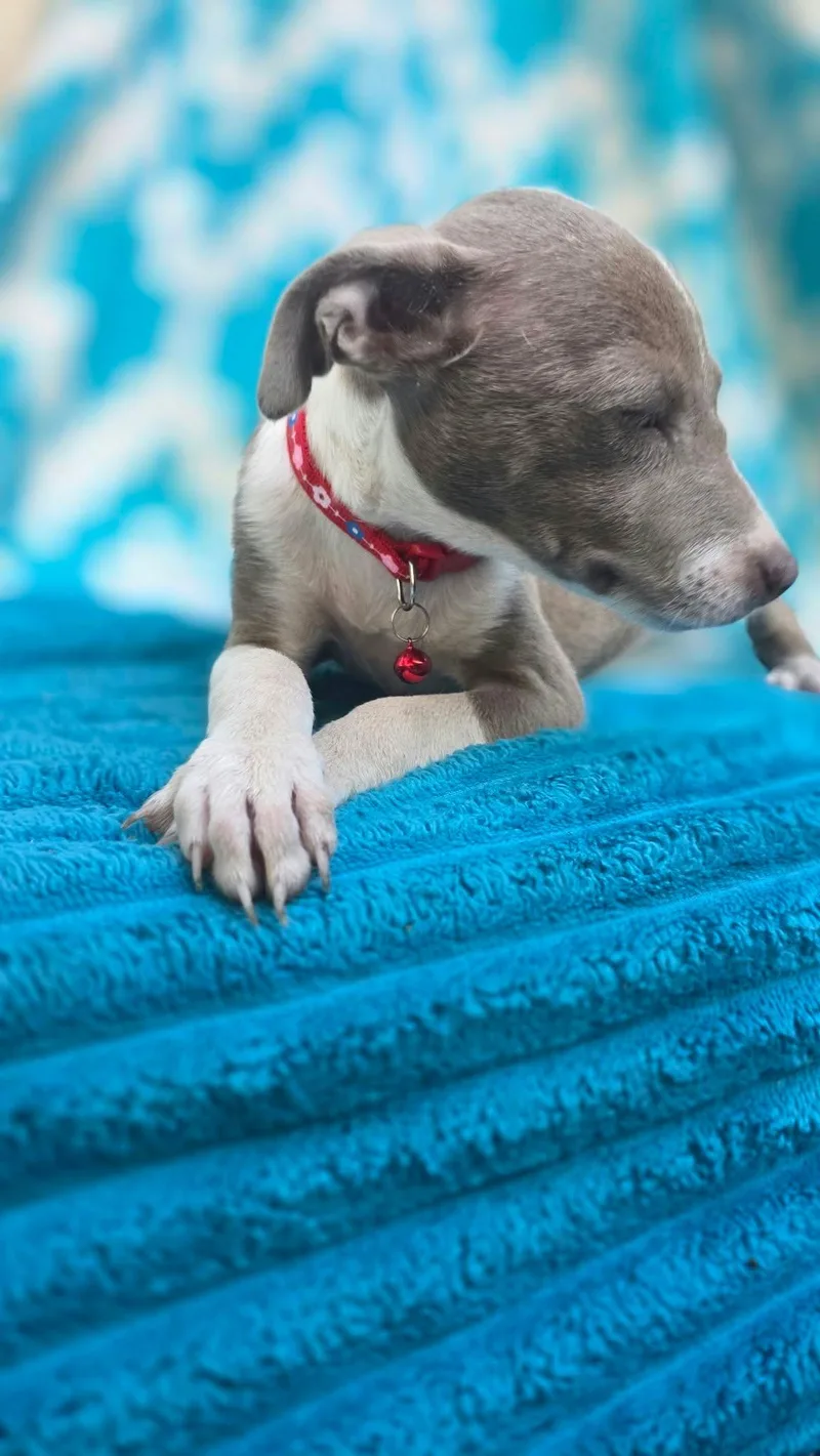 Gidget thumbnail 5