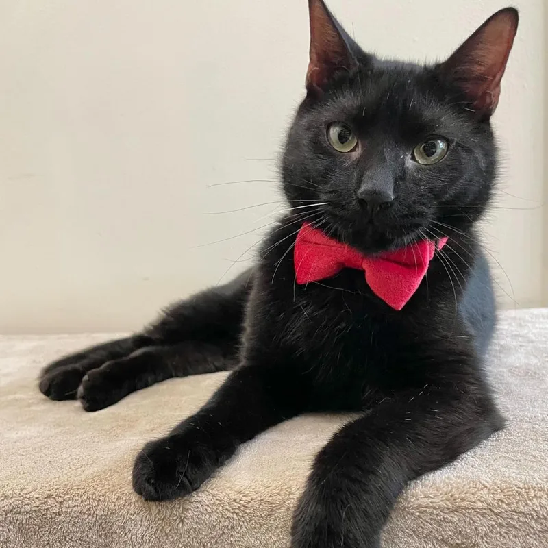 An adult small-sized male Black Domestic Short Hair cat named Spyro for adoption in Howard beach, NY