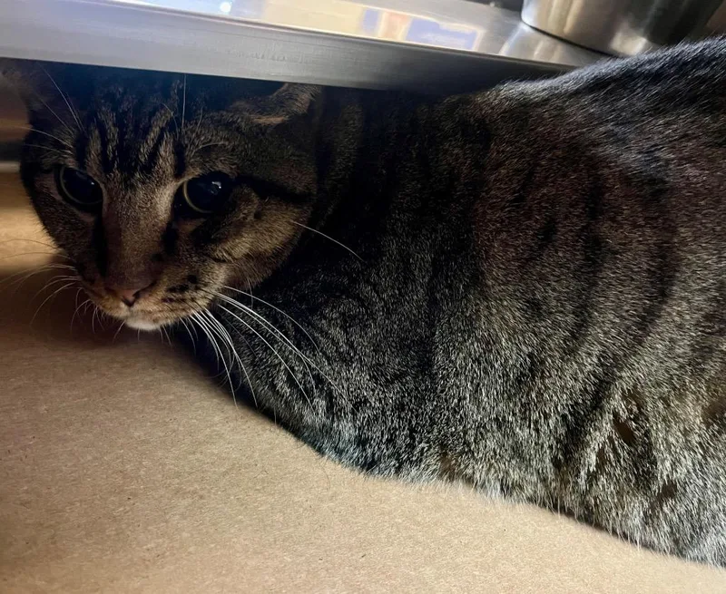 A senior large-sized male Tabby cat named Bandit for adoption in Nacogdoches, TX