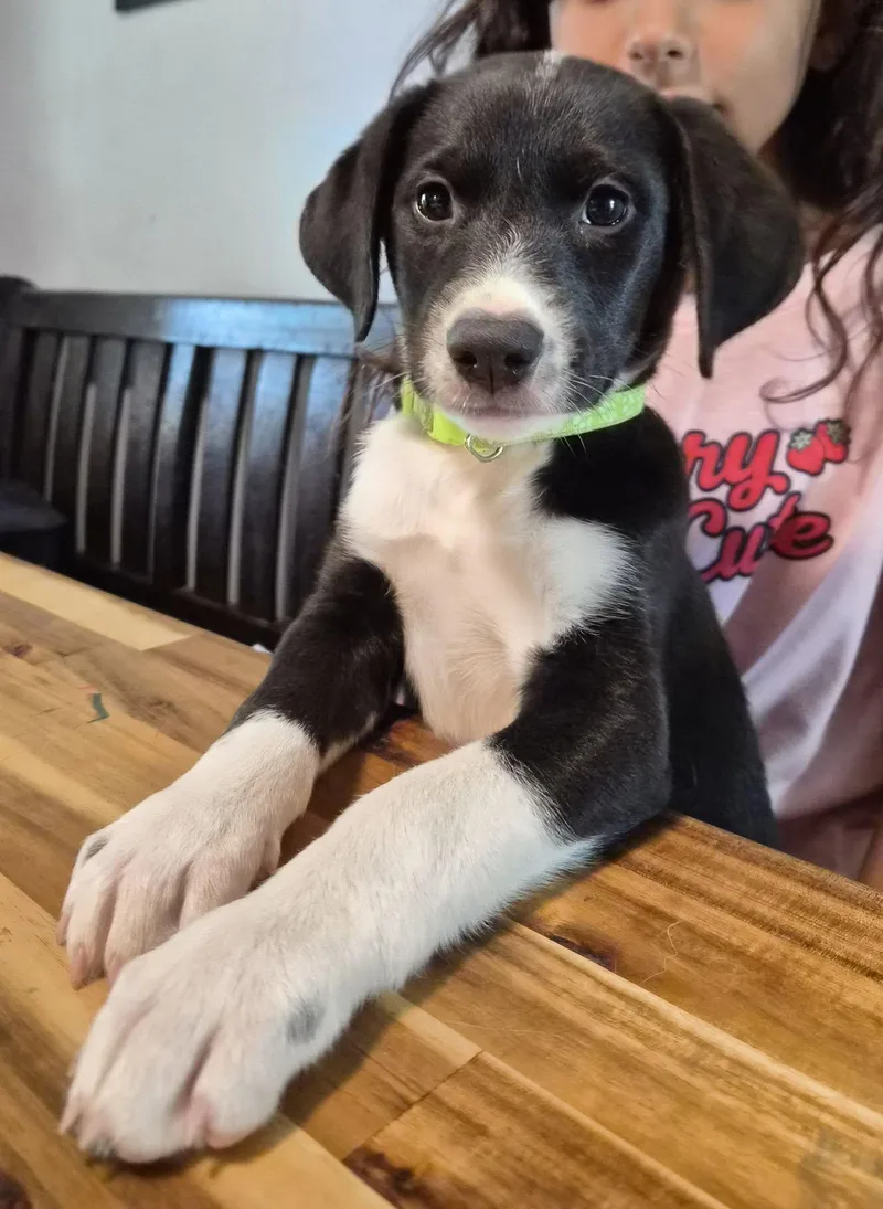 A baby medium-sized female Black Labrador Retriever dog named River for adoption in Montague, TX