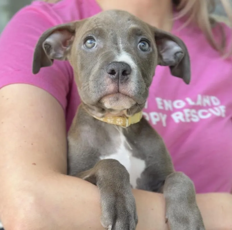 A baby medium-sized female Pit Bull Terrier dog named Beachcomber for adoption in Avon, CT