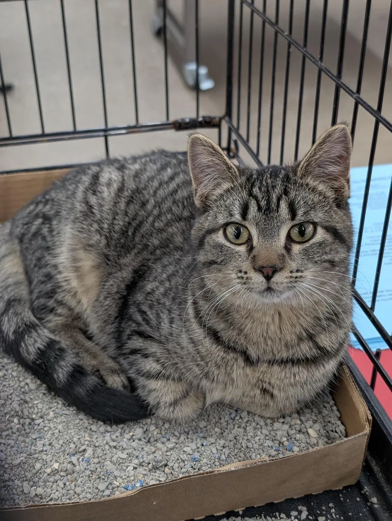 A baby medium-sized female Tabby (Gray / Blue / Silver) Domestic Short Hair cat named Bear for adoption in Tilton, IL