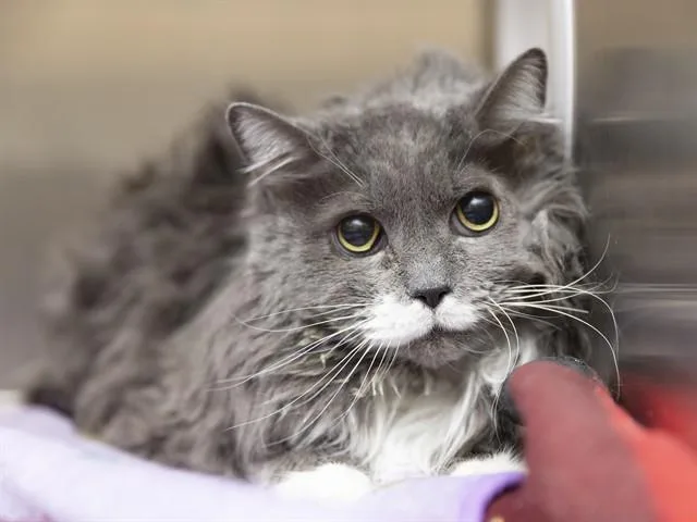 An adult large-sized female Domestic Long Hair cat named Sugar for adoption in Phoenix, AZ