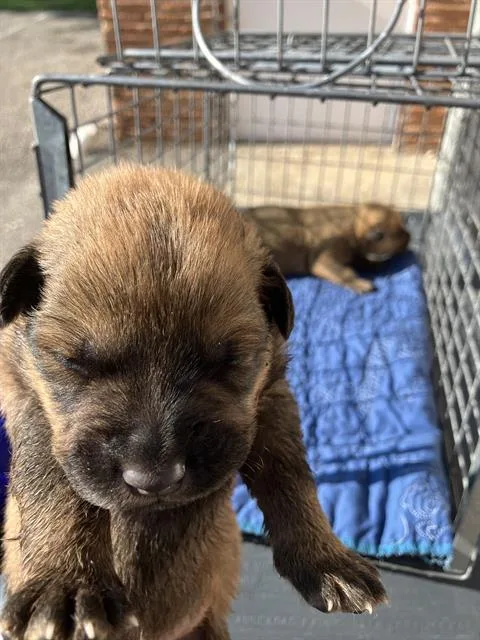 A baby medium-sized female Mixed Breed dog named Saddie for adoption in Dallas, TX
