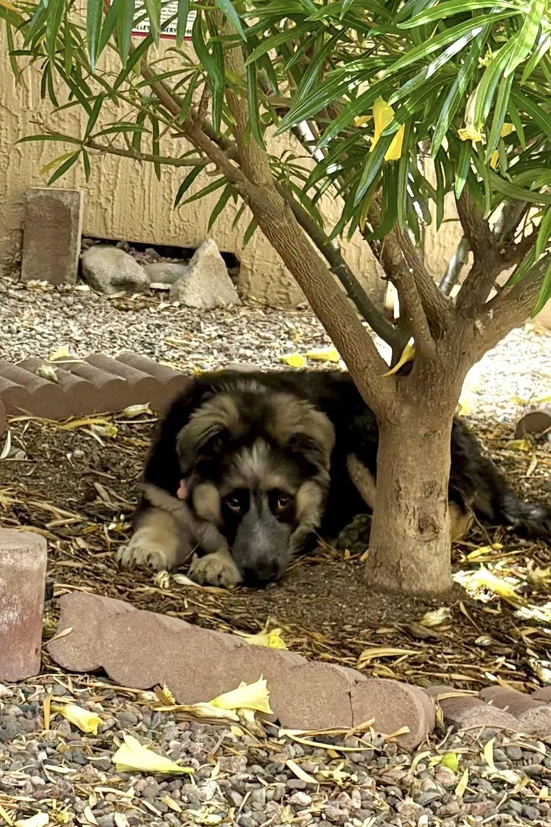 A baby medium-sized female Australian Shepherd dog named Bree for adoption in Phoenix, AZ