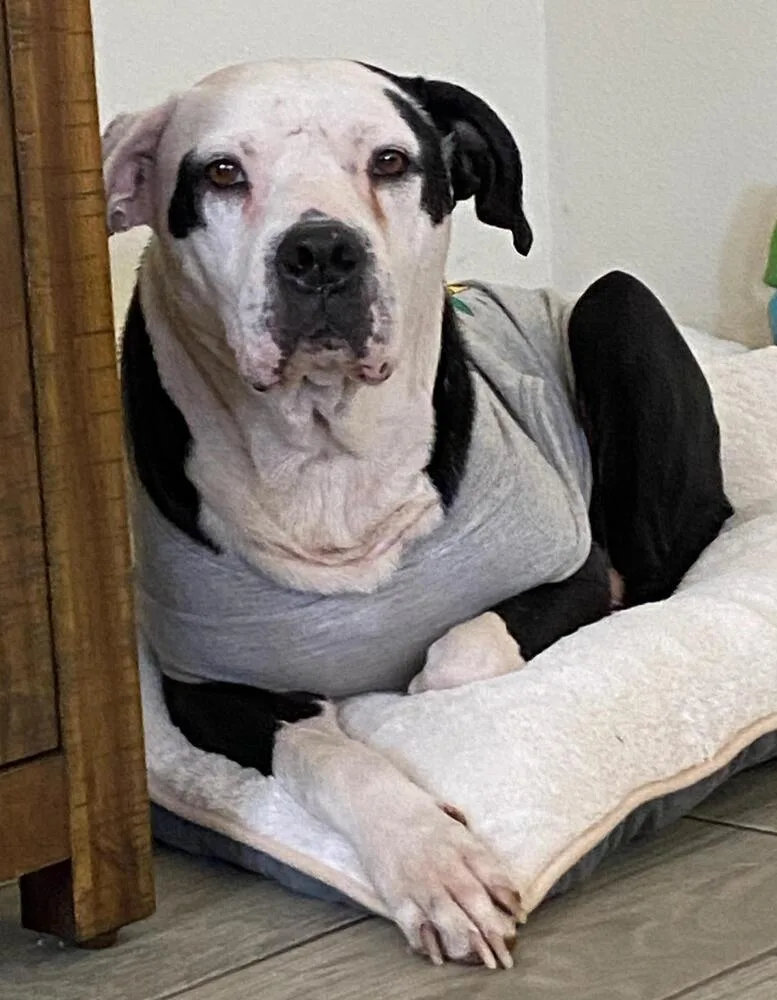 Babe Bella thumbnail 2