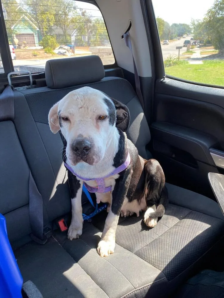 Babe Bella thumbnail 5