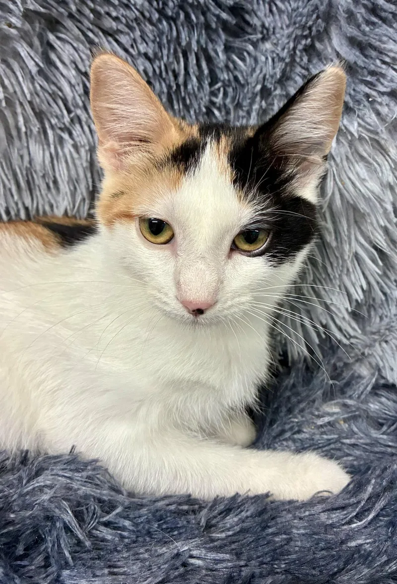 A baby small-sized female Domestic Short Hair cat named Miss Moneypenny for adoption in Forest Lake, MN