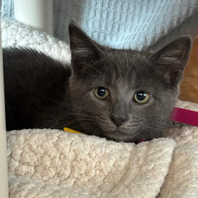 A baby small-sized female Gray / Blue / Silver Domestic Medium Hair cat named Fribble for adoption in Springfield, MA