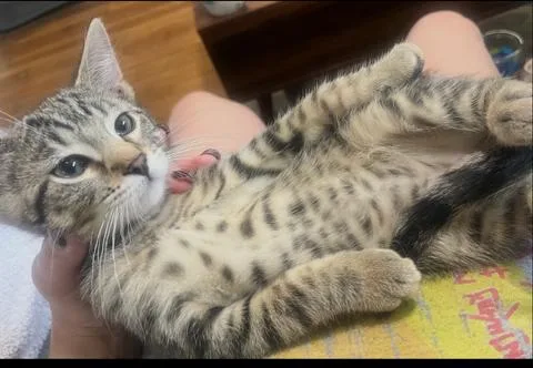 A young medium-sized male Tabby cat named Jasper for adoption in Muncie, IN
