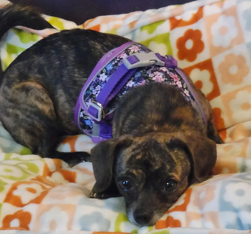 A young small-sized female Pug dog named Layla for adoption in Elizabethtown, PA