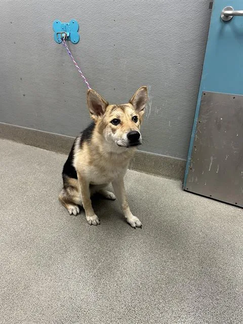 A young large-sized female German Shepherd Dog dog named Constance for adoption in Las Vegas, NV