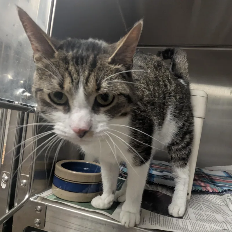 An adult large-sized female Tabby (Brown / Chocolate) Domestic Short Hair cat named Izzy for adoption in Springfield, IL