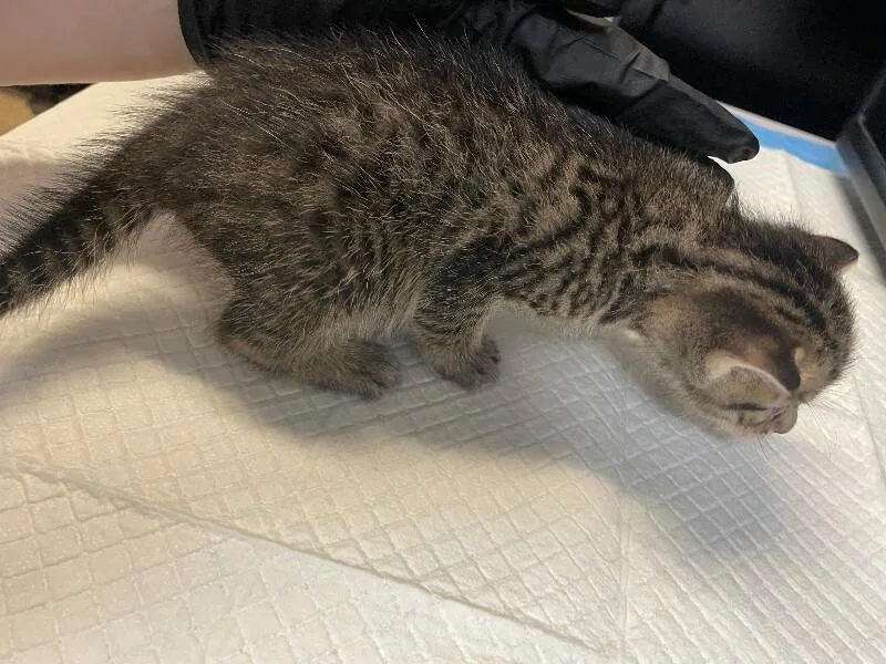 A young medium-sized male Tabby (Brown / Chocolate) Domestic Short Hair cat named Puddle for adoption in Cincinnati, OH