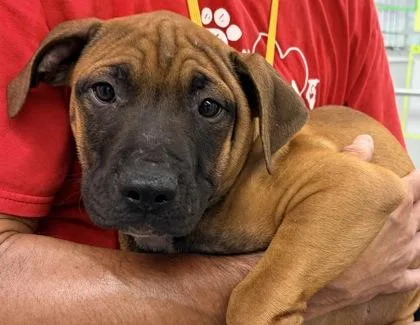 A baby medium-sized male Mixed Breed dog named Leonel FKA Dog for adoption in West Chester, PA