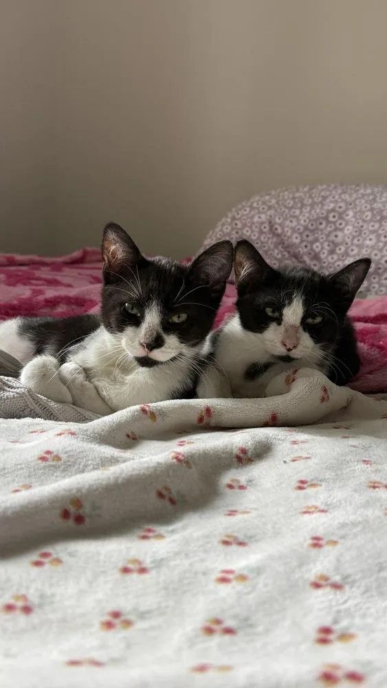 A baby small-sized female Domestic Short Hair cat named Laney for adoption in Ferndale, MI