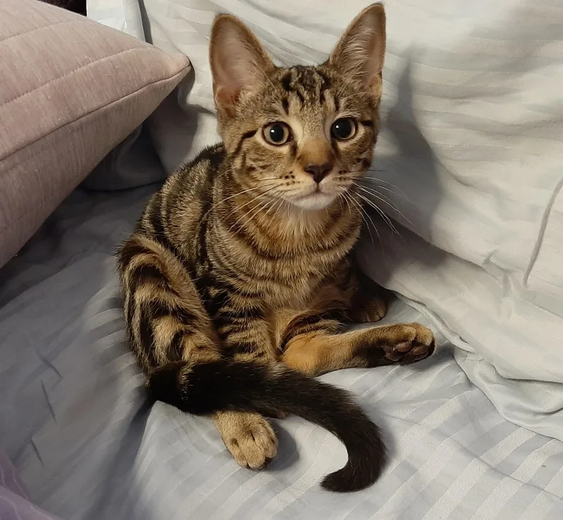 A baby medium-sized male Tabby (Brown / Chocolate) Tabby cat named Orzo for adoption in Washington Grove, MD