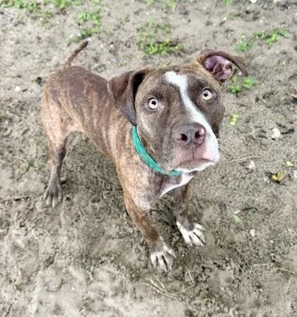 An adult medium-sized male Brindle Pit Bull Terrier dog named Cedar for adoption in Inverness, FL