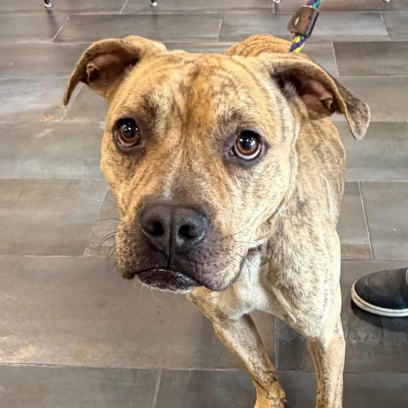 An adult medium-sized male Pit Bull Terrier dog named Tiger for adoption in Tarboro, NC