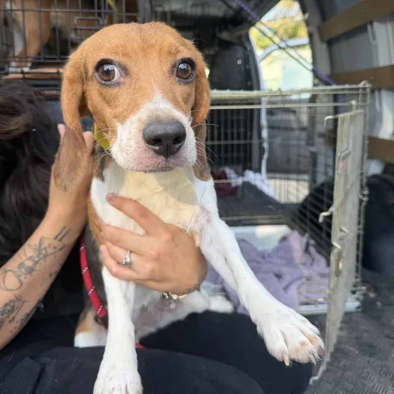 A young small-sized female Black Beagle dog named Spinach Artichoke Dip for adoption in Northbrook, IL