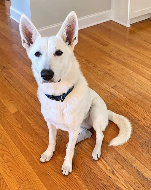 A young large-sized female White / Cream German Shepherd Dog dog named Nova for adoption in Seattle, WA