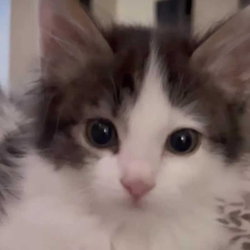 A baby small-sized female White Domestic Short Hair cat named CeeCee for adoption in Los Angeles, CA