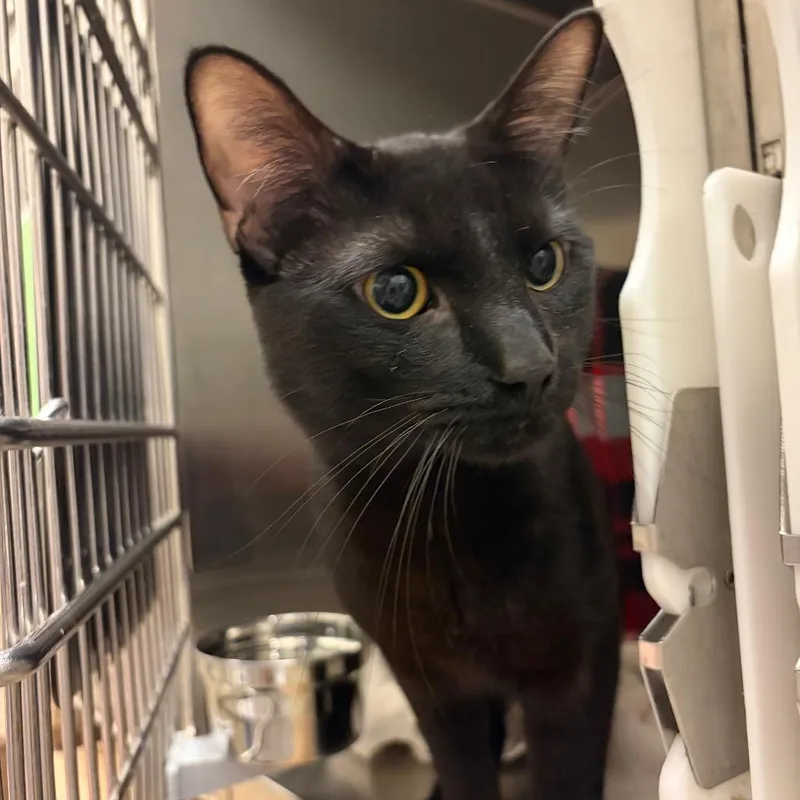 A young medium-sized male Black Domestic Short Hair cat named Sammy for adoption in Council Bluffs, IA