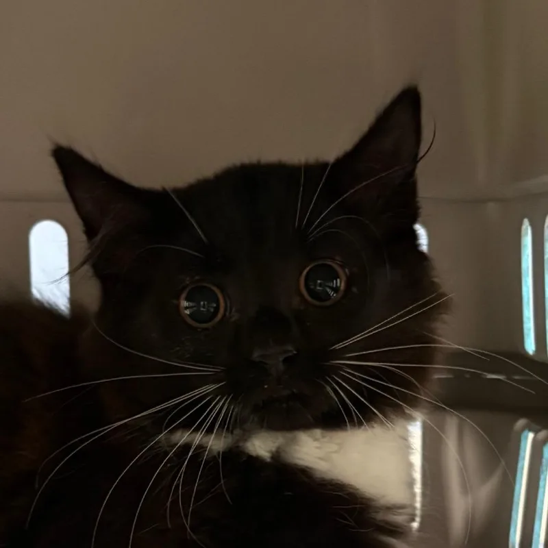 A baby small-sized female Black Domestic Medium Hair cat named Bailey for adoption in Kennebunk, ME