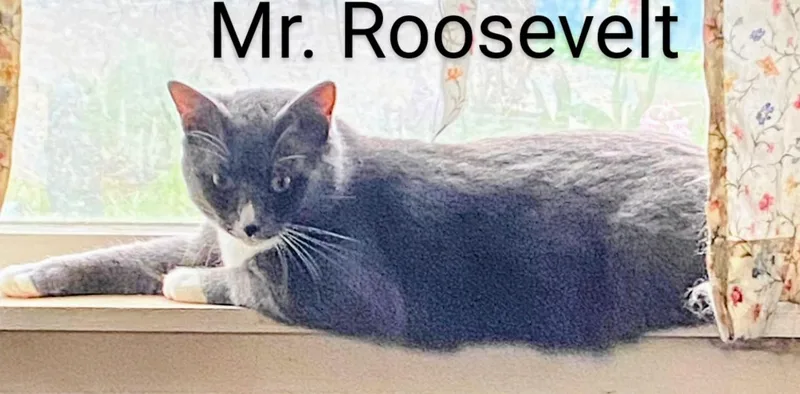 Mr. Roosevelt thumbnail 2