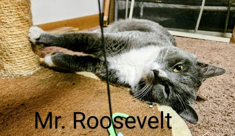 Mr. Roosevelt