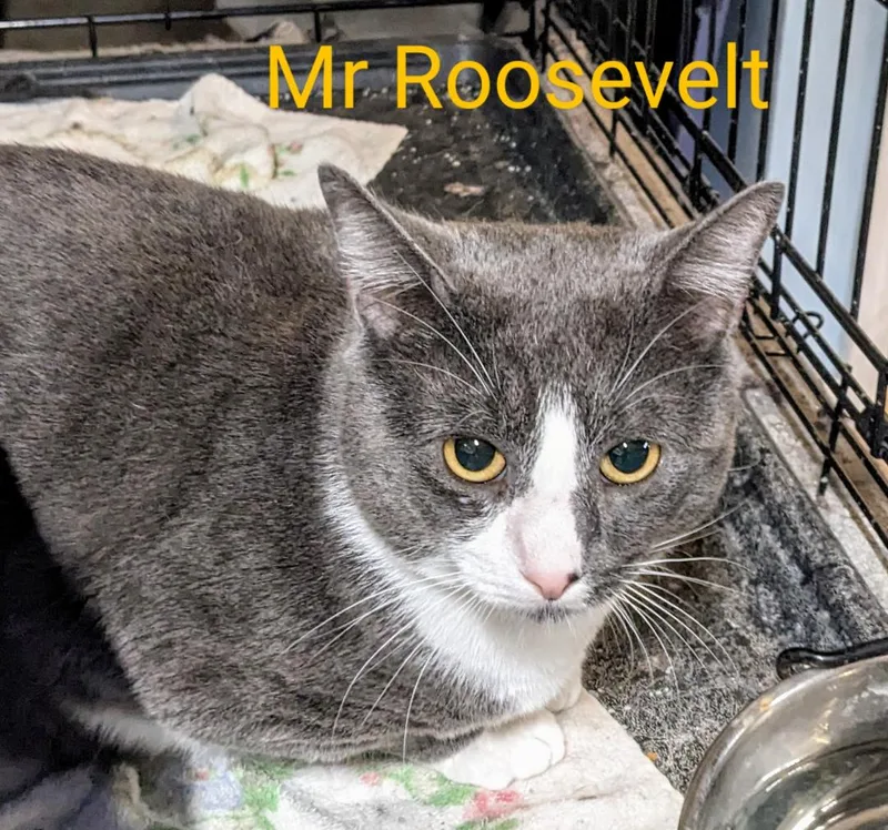 Mr. Roosevelt thumbnail 3