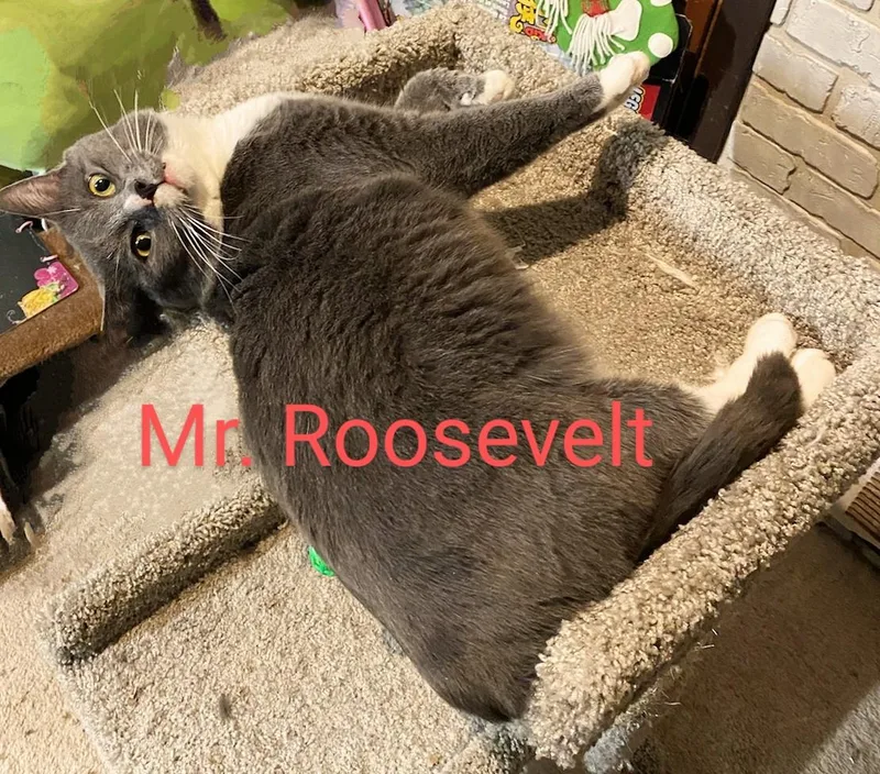 Mr. Roosevelt thumbnail 4