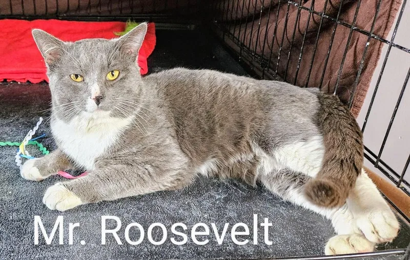 Mr. Roosevelt thumbnail 5