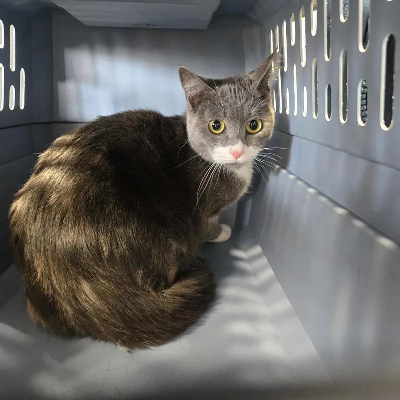 A young medium-sized female Gray / Blue / Silver Domestic Short Hair cat named Kiri for adoption in Newark, NJ