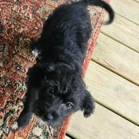 A young small-sized female Black Miniature Schnauzer dog named Luna for adoption in Overland Park, KS