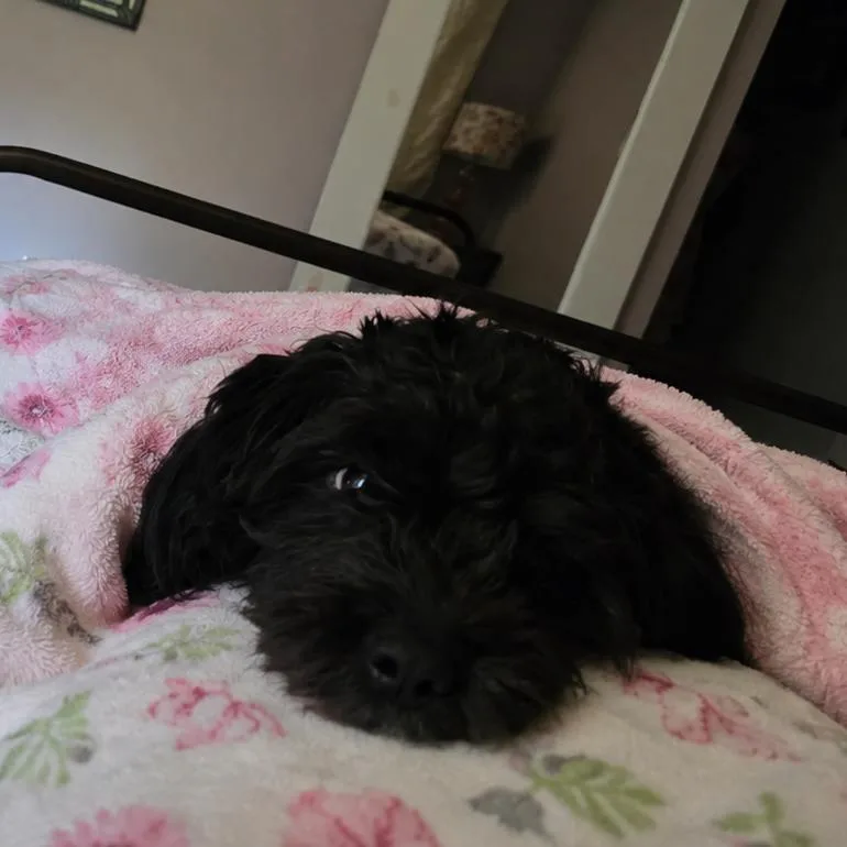 Luna thumbnail 2