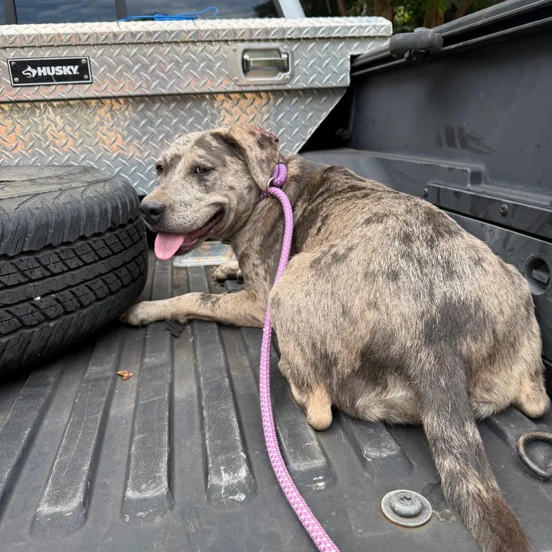 An adult large-sized female Brown / Chocolate Mixed Breed dog named StrayApacheDrive for adoption in Columbus, GA