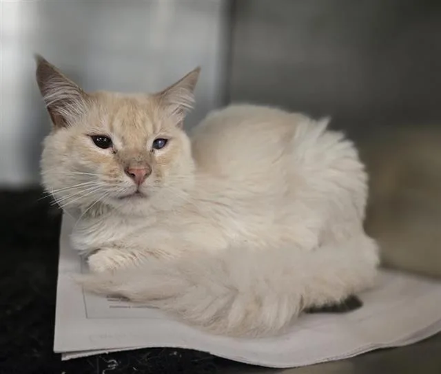 A young medium-sized male Domestic Medium Hair cat named Snow for adoption in Dallas, TX