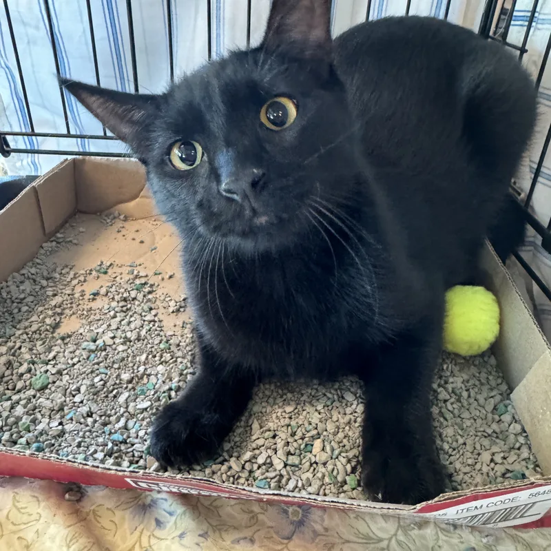 An adult medium-sized male Black Domestic Short Hair cat named Apple Crisp for adoption in Mokena, IL