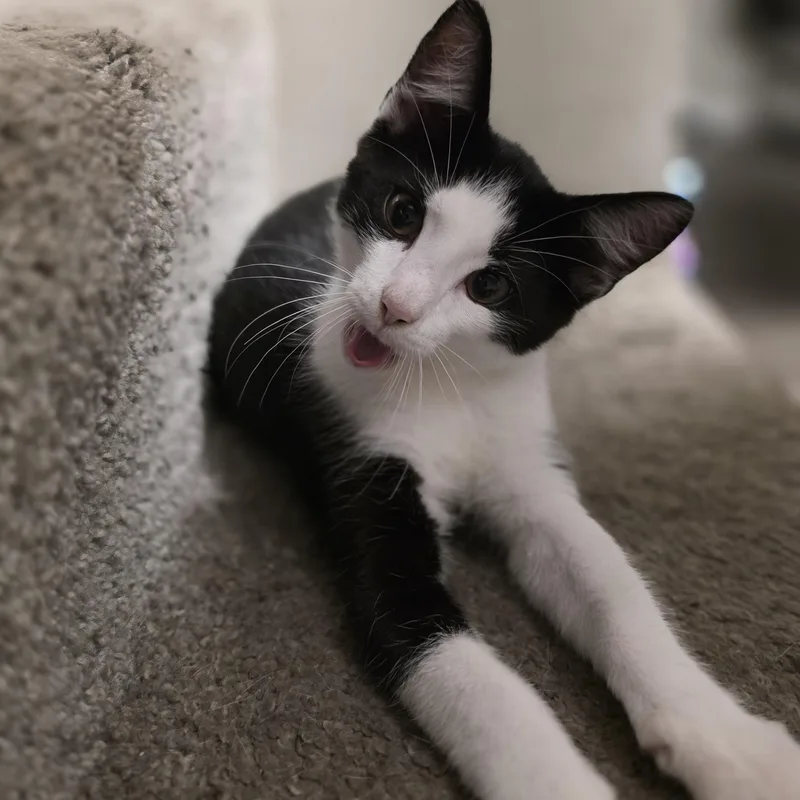 A baby medium-sized female Domestic Short Hair cat named Penelope and Junior for adoption in Wilmington, NC