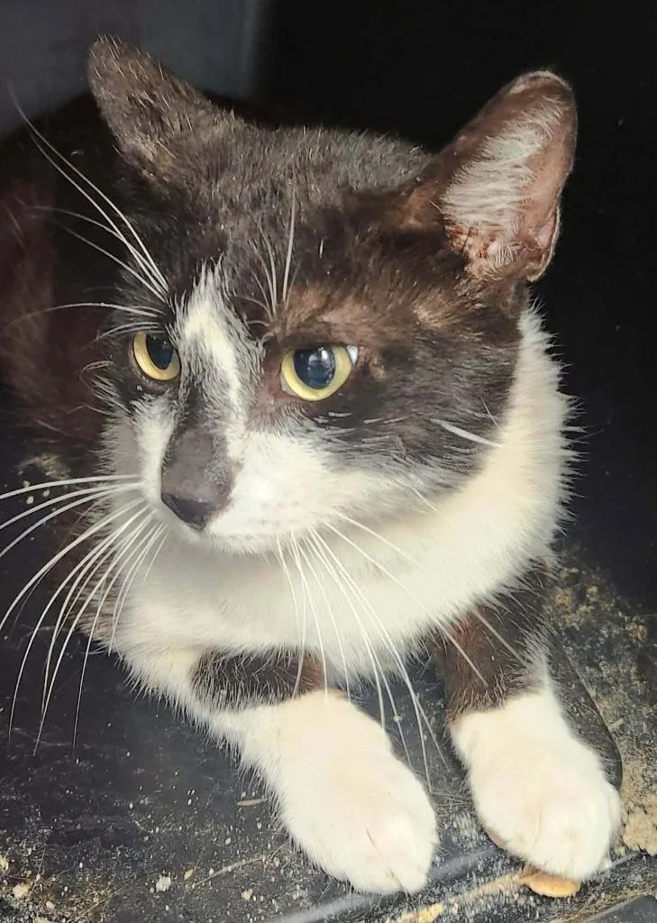 A young medium-sized male Domestic Short Hair cat named Hugh for adoption in Republic, MO