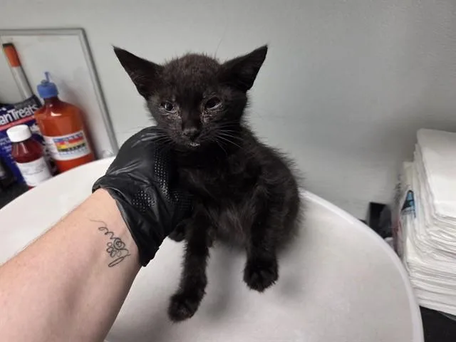 A baby small-sized male Domestic Short Hair cat named Handsome for adoption in Antioch, CA