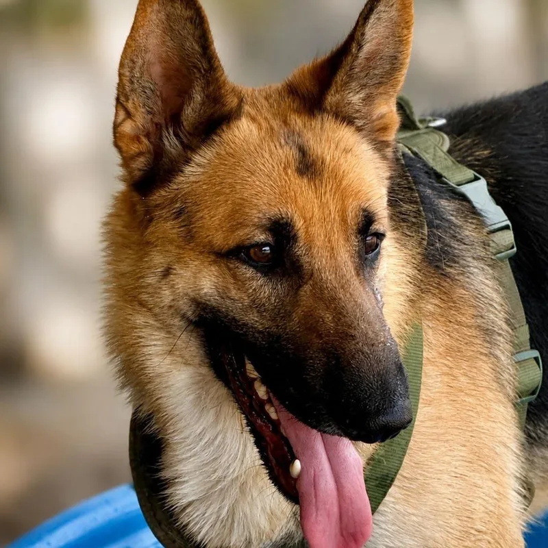 A young large-sized male Yellow / Tan / Blond / Fawn German Shepherd Dog dog named Milo for adoption in Wadena, MN