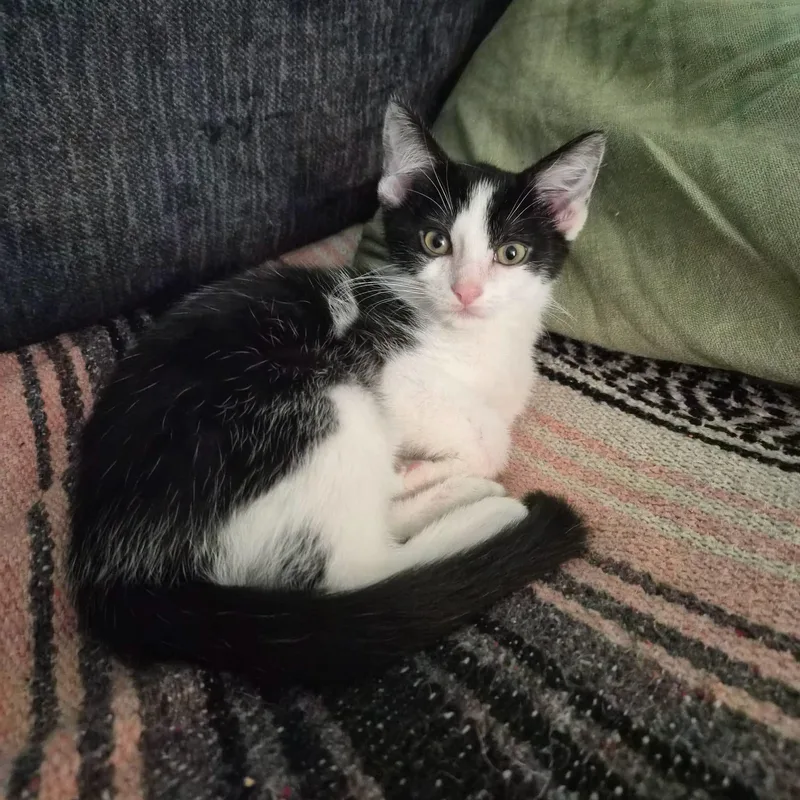 A baby medium-sized male Domestic Short Hair cat named Horace for adoption in Alexander, NY