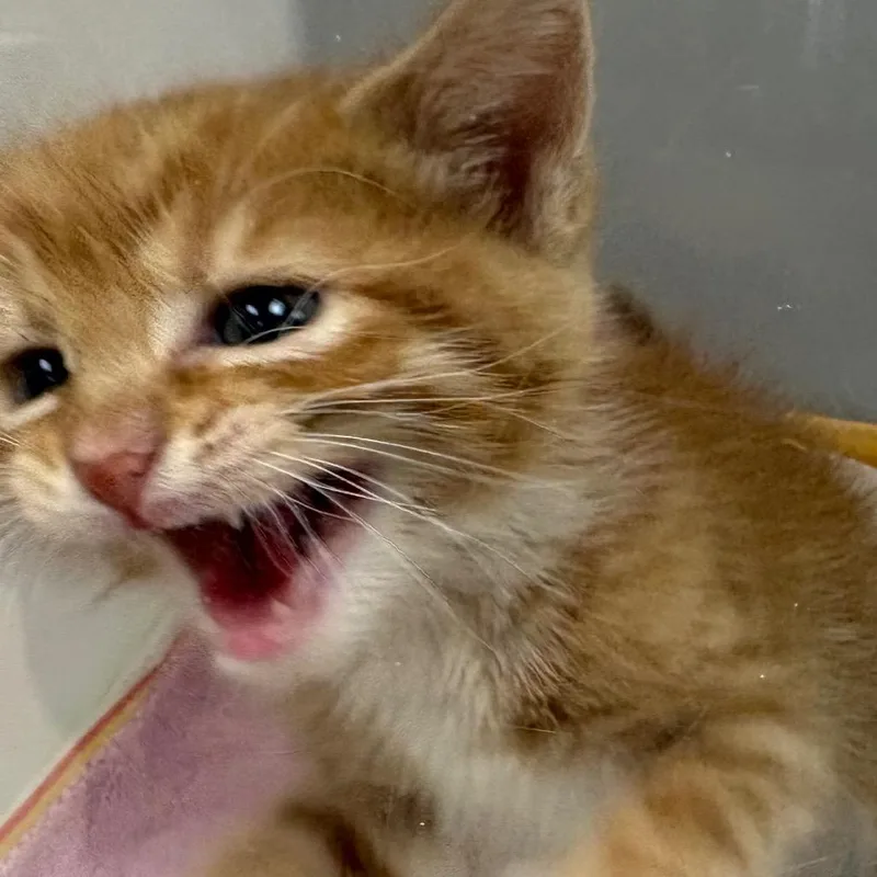 A baby small-sized male Orange / Red Domestic Short Hair cat named Ollie for adoption in Columbus, GA