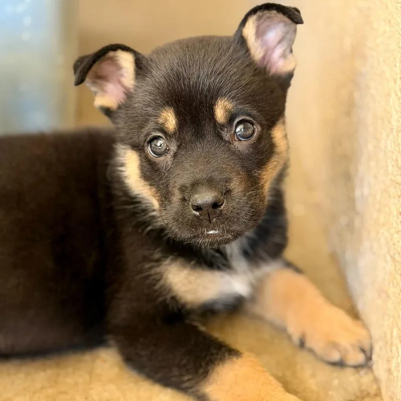 A baby small-sized female Black Cattle Dog dog named Jellyfish for adoption in Riverside, CA