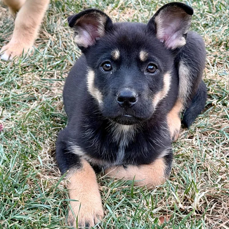 Jellyfish thumbnail 2